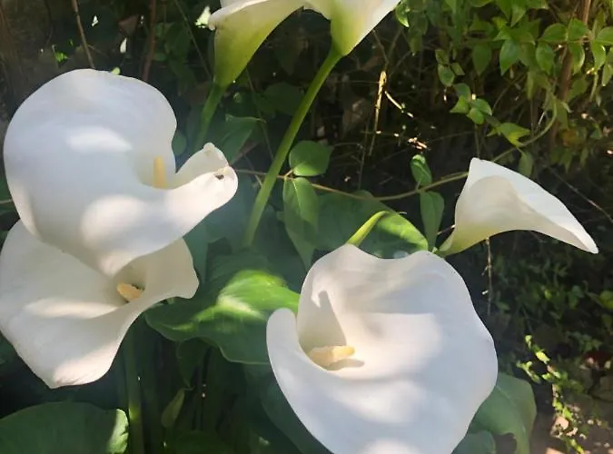 Σπίτι διακοπών La Maison Du Port Mortagne-sur-Gironde